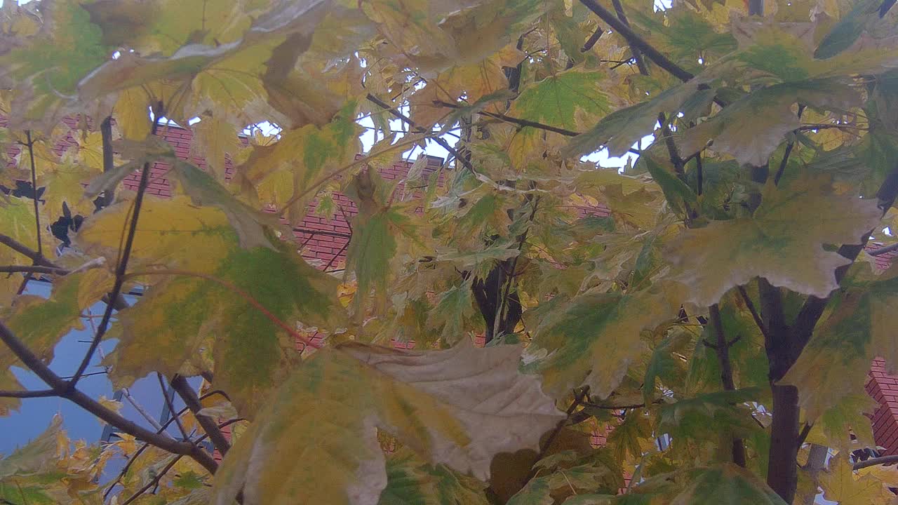 秋叶视频素材