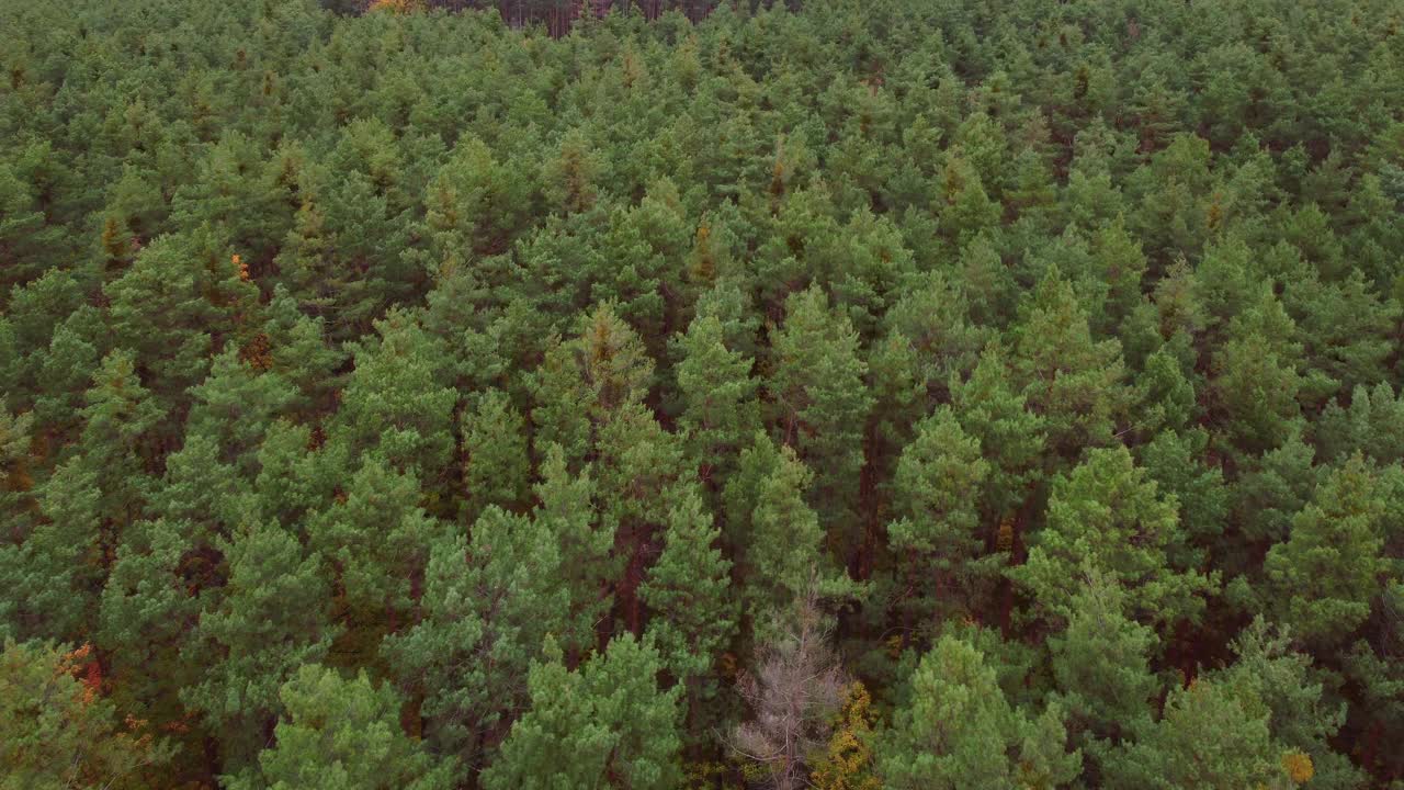 飞越秋天的森林视频素材