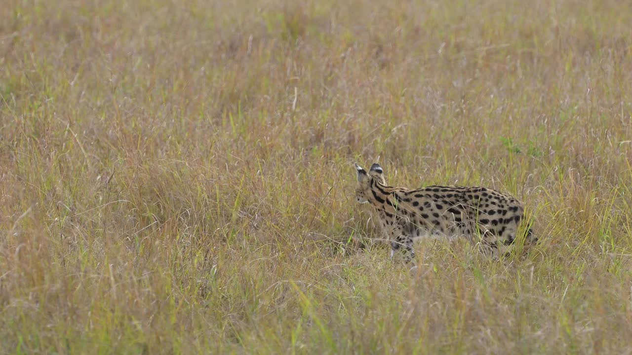 薮猫，薮猫Leptailurus，马赛马拉国家保护区，肯尼亚，非洲视频素材