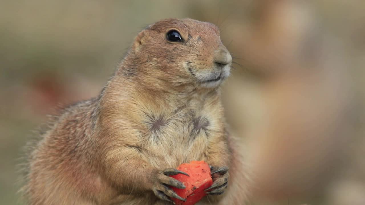 土拨鼠吃胡萝卜时，另一只可爱的土拨鼠会用鼻子蹭它一下视频下载