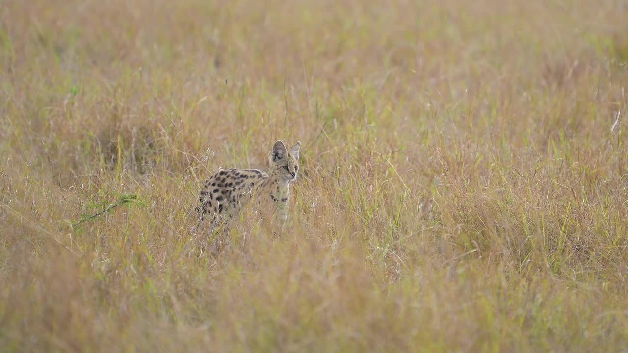 薮猫，薮猫Leptailurus，马赛马拉国家保护区，肯尼亚，非洲视频素材