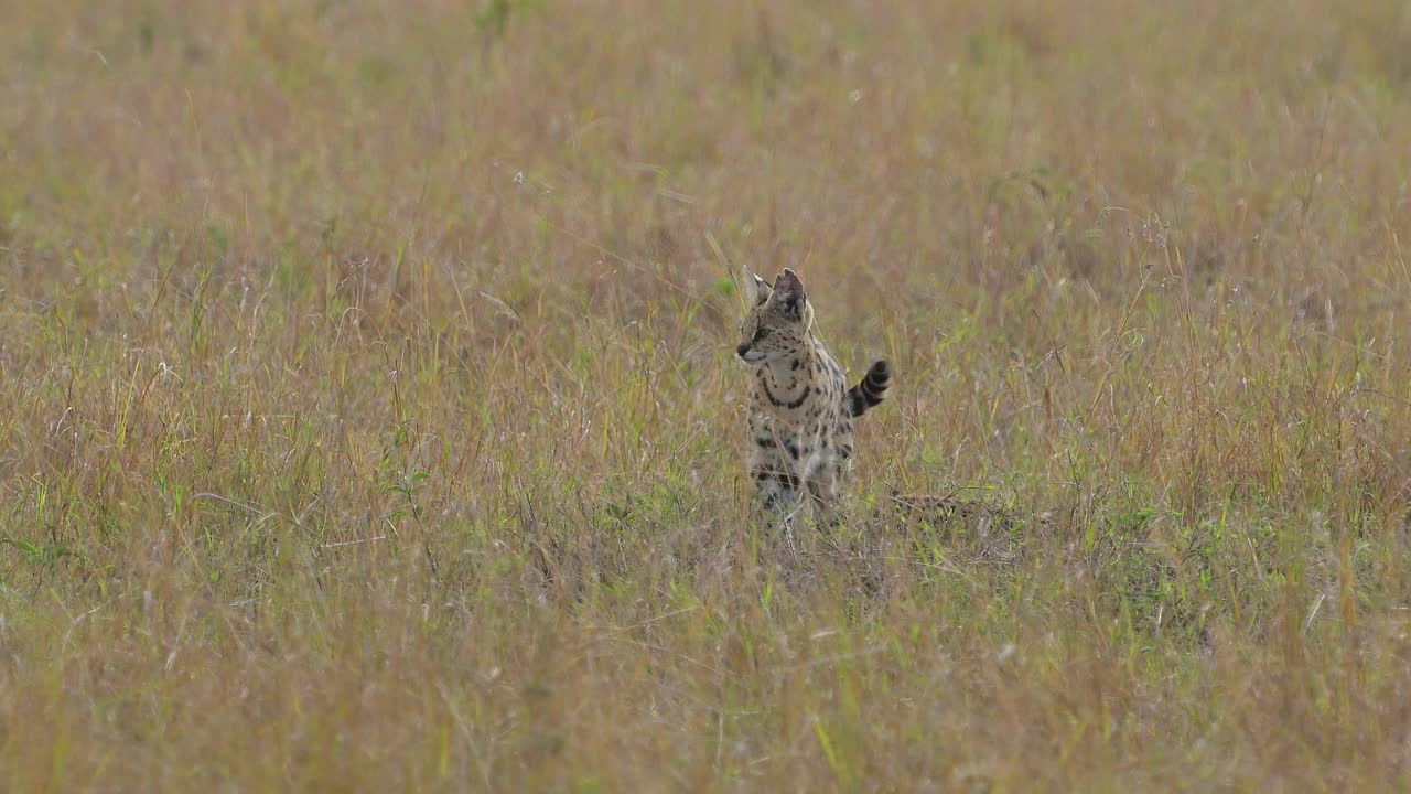 薮猫，薮猫，成年带幼崽，马赛马拉国家保护区，肯尼亚，非洲视频素材