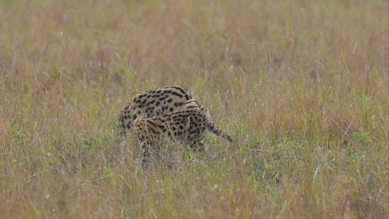 薮猫，薮猫，成年带幼崽，马赛马拉国家保护区，肯尼亚，非洲视频下载