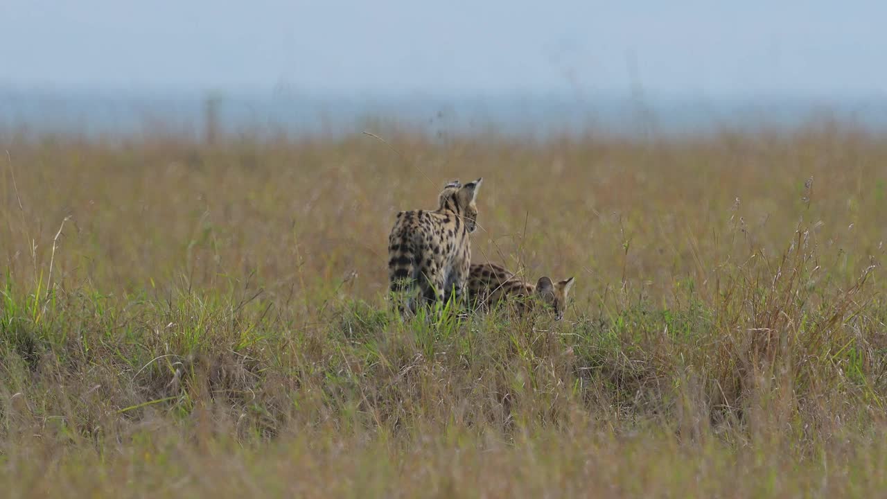薮猫，薮猫，成年带幼崽，马赛马拉国家保护区，肯尼亚，非洲视频素材