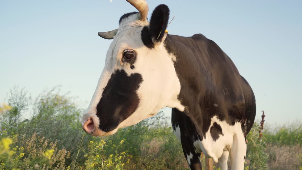 牧场上的黑白小牛视频素材