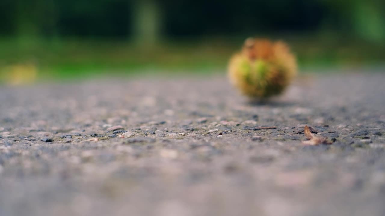 新鲜成熟的甜的可食用栗子在绿色的尖壳从树落在公园胡同混凝土路面视频素材