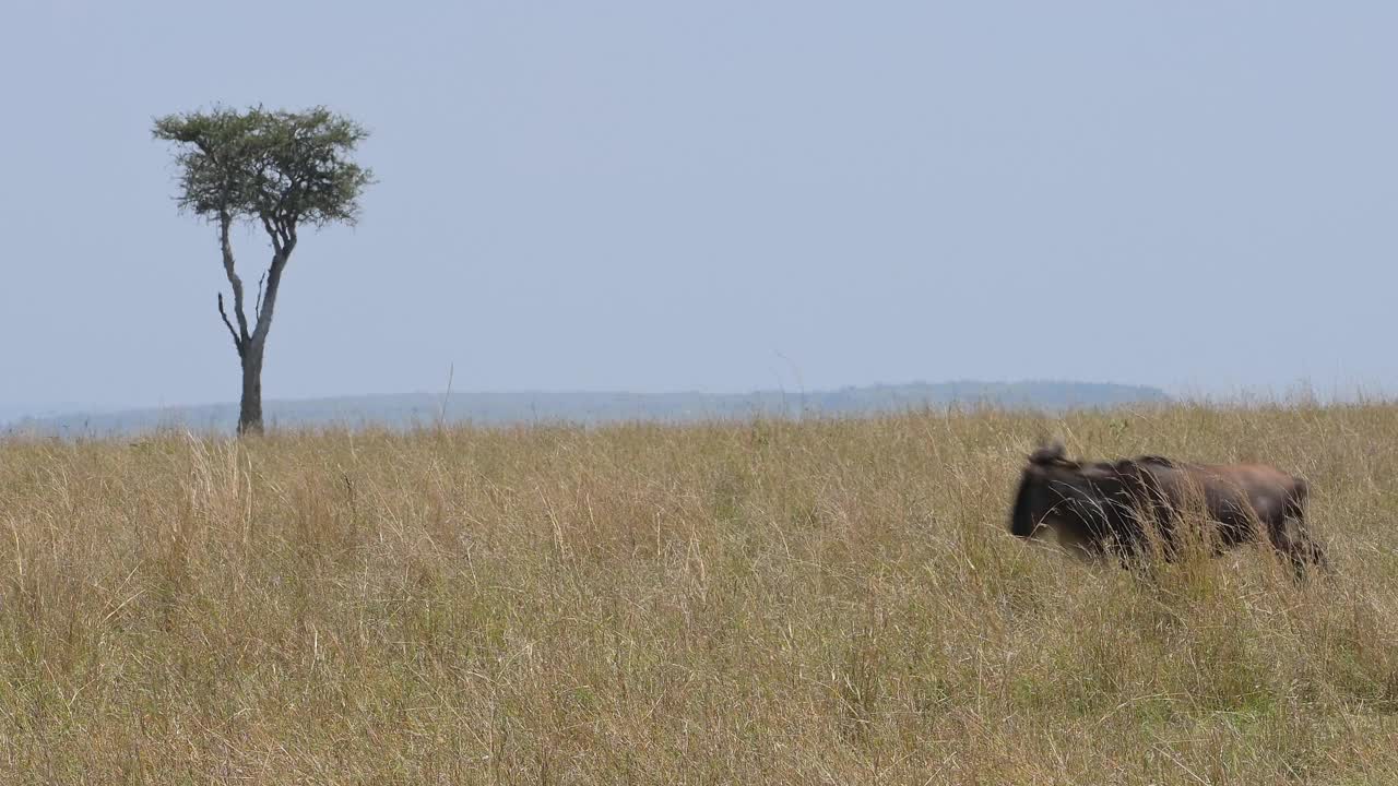 非洲肯尼亚马拉国家保护区，角马群在穿越马拉河之前聚集视频下载