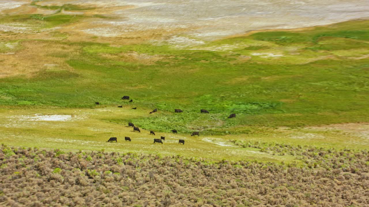在美国加利福尼亚平原上吃草的牛视频素材