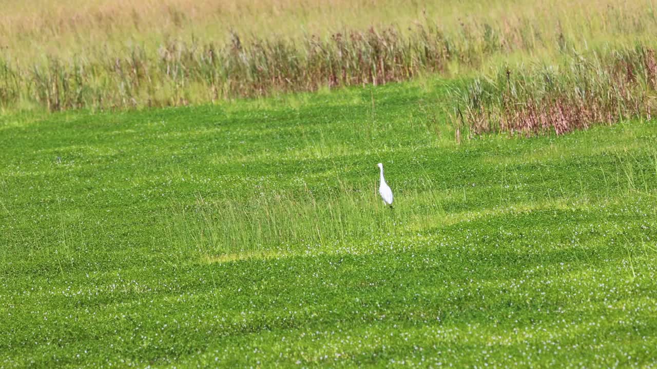 大白鹭漫步在阿萨提格岛的沼泽中视频素材