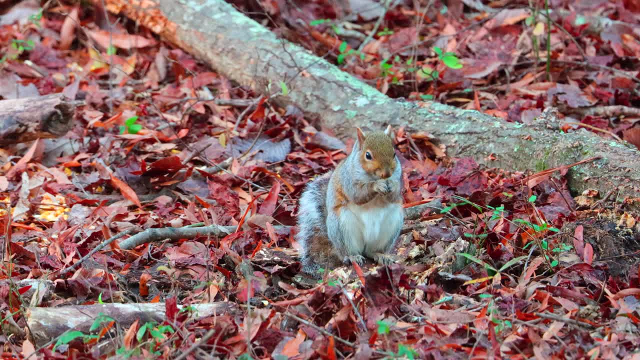 一只灰色的松鼠在树林里吃坚果，地上的落叶视频素材