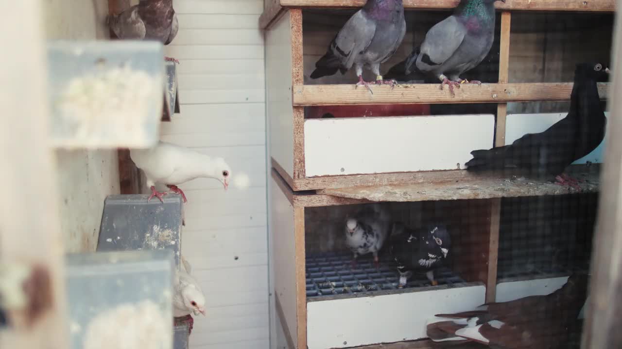 鸽子在鸟笼里，鸽子鸟视频下载