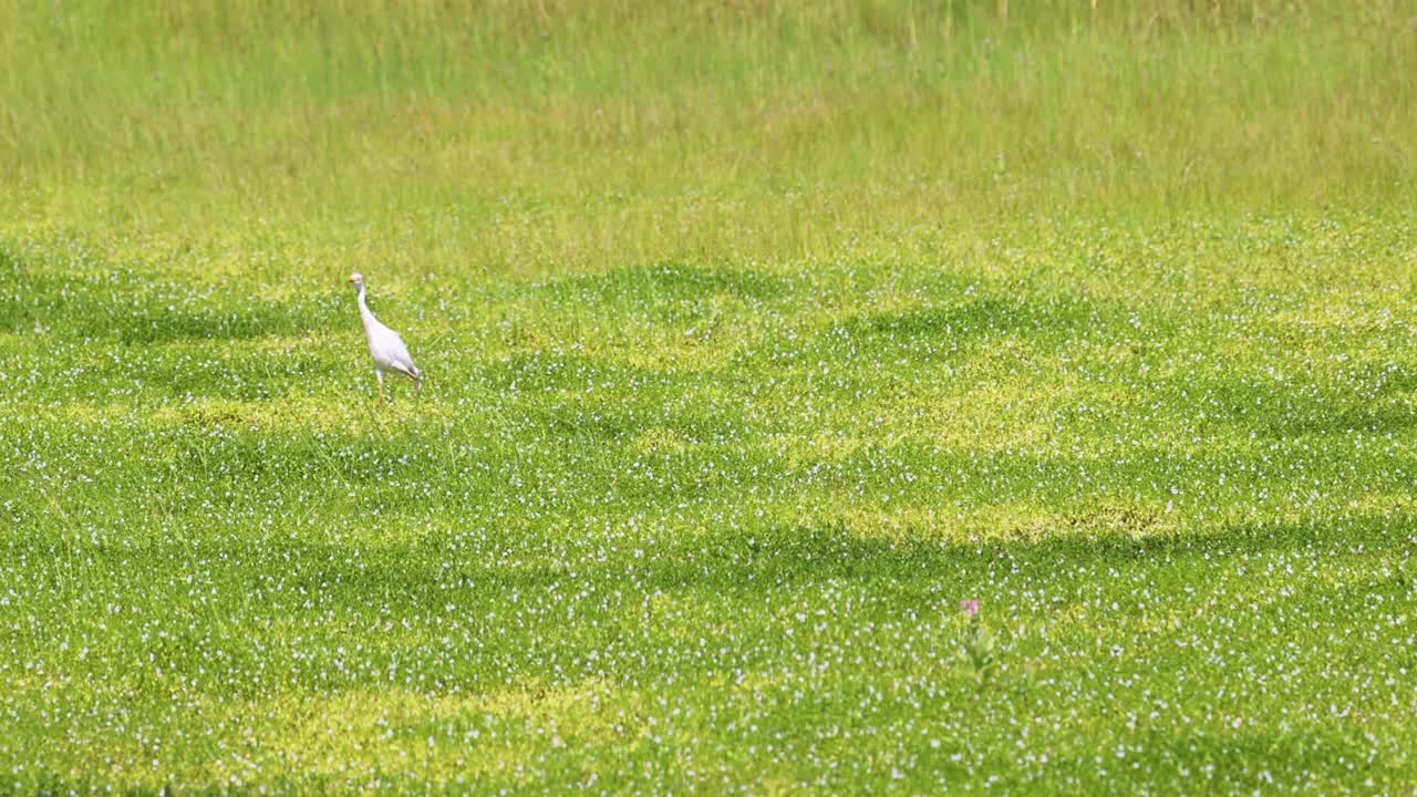 阿萨提格岛沼泽地里的大白鹭视频素材