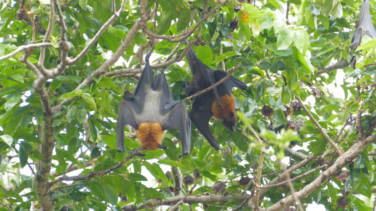 飞狐栖息在热带雨林的树上。视频下载