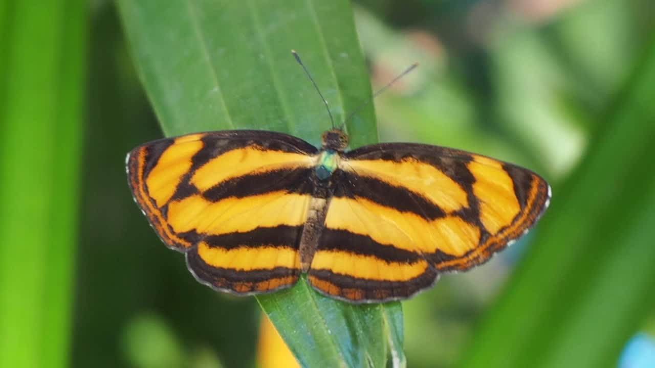 普通的印度蝴蝶，潘托波利亚霍东尼亚视频下载