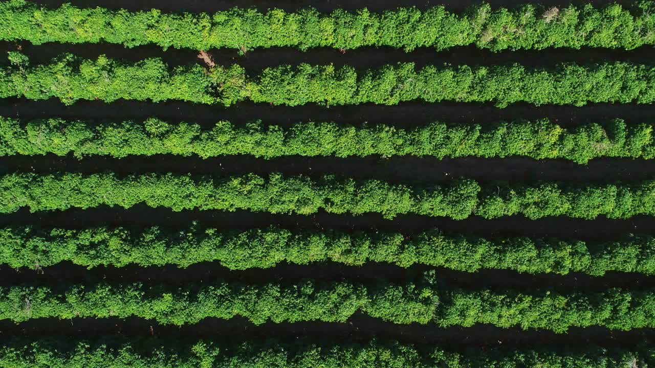 鸟瞰咖啡农场。咖啡种植园。视频素材