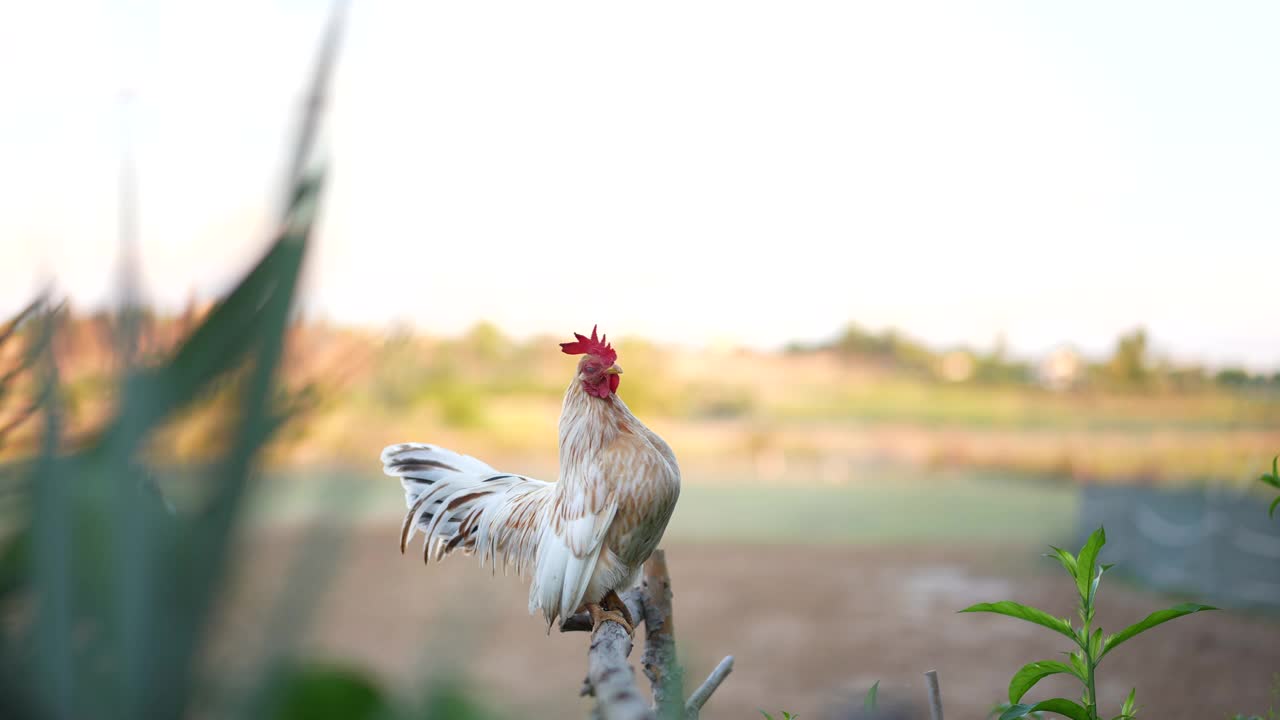 清晨农场里矮脚公鸡啼叫。视频素材