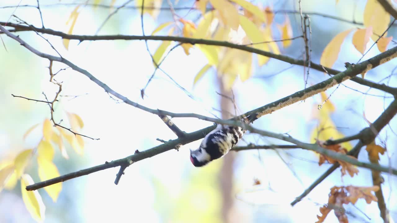 秋天森林里的啄木鸟视频素材