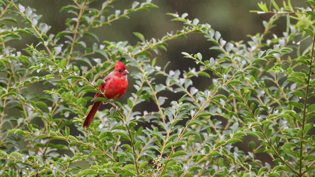 雄红雀在秋雨中栖息在灌木枝上，慢动作视频素材
