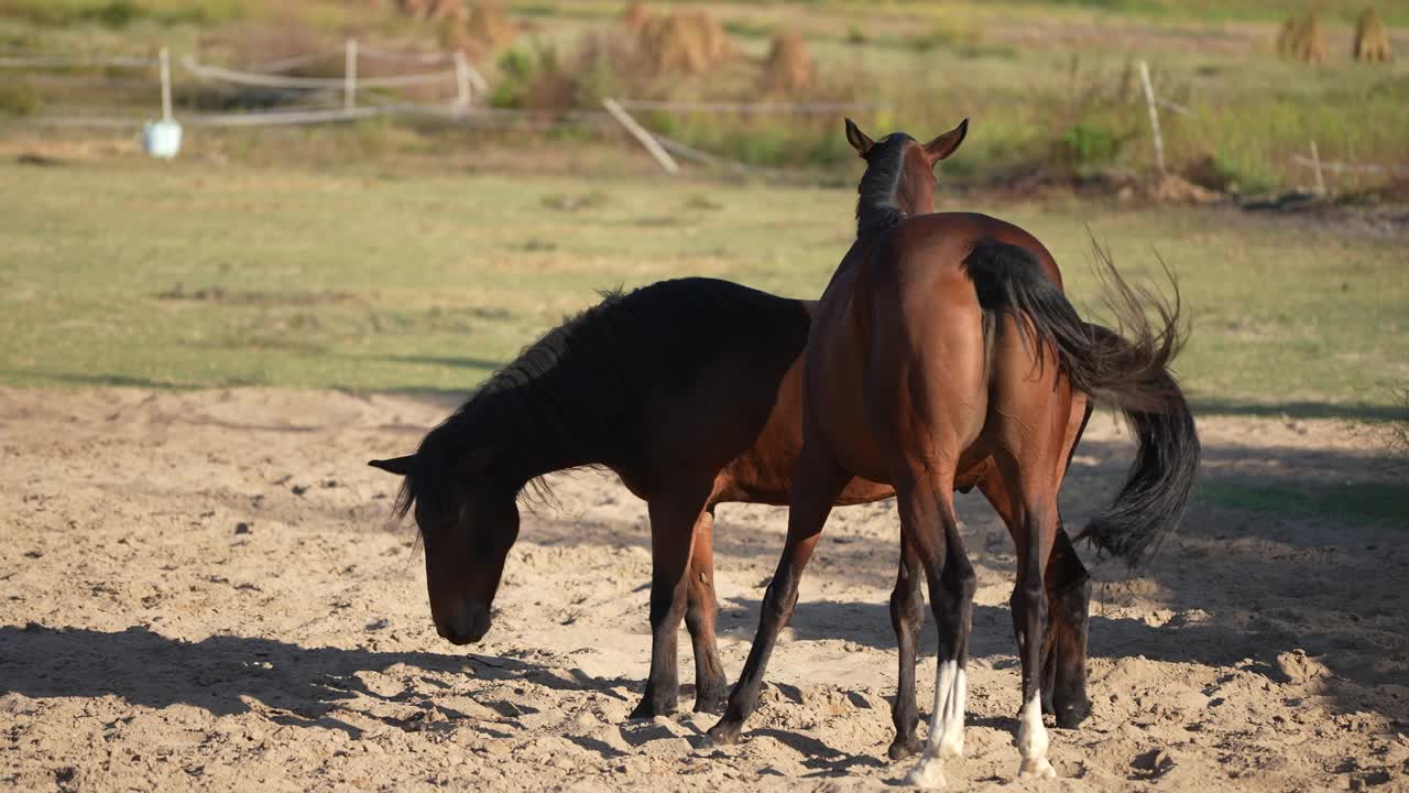 两匹马的肖像在牧群中接近。视频下载