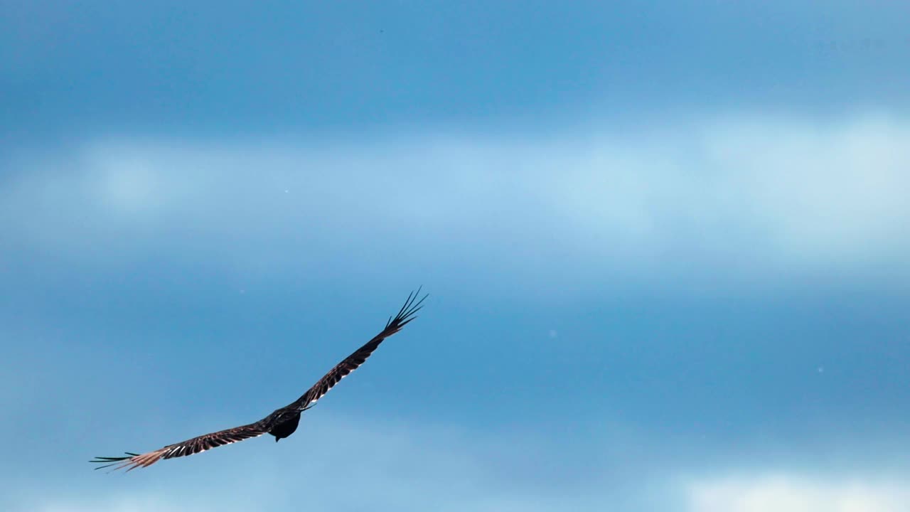 在一个温和的多云夏末的一天，土耳其秃鹫骑在气流上视频下载