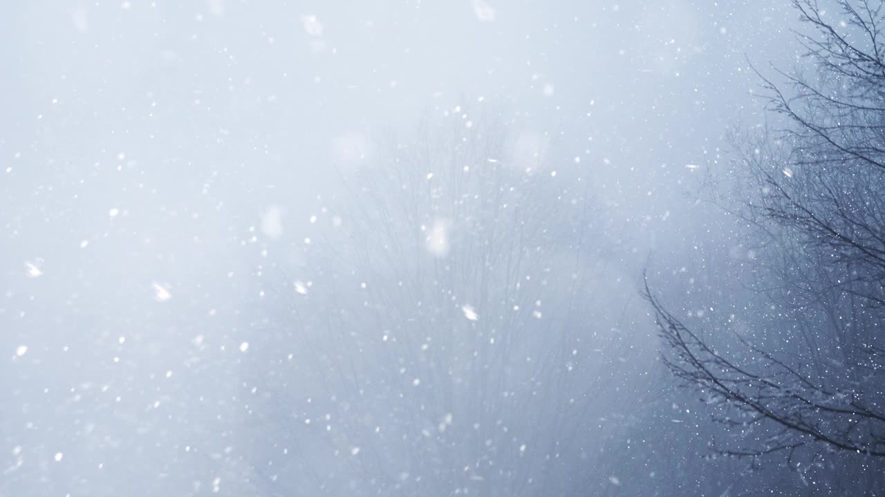 4k视频冬季森林与飘落的雪。新年圣诞节背景。视频下载