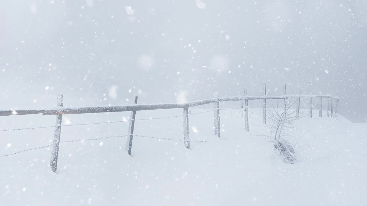 4k视频冬季森林与飘落的雪。新年圣诞节背景。视频下载