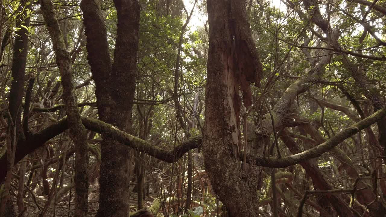 阿那加乡村公园里的月桂树——潮湿的森林景观视频素材