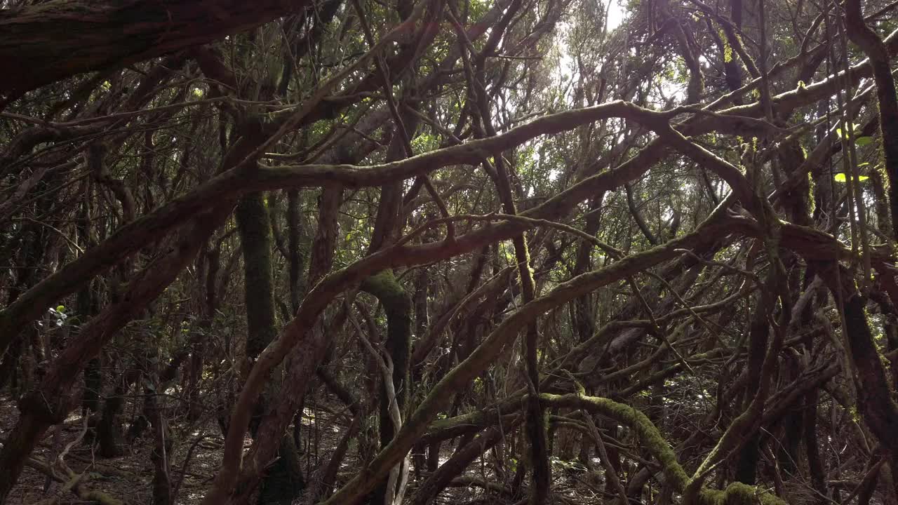 森林茂密、月桂树茂密的阿那加乡村公园——潮湿的野生自然视频素材
