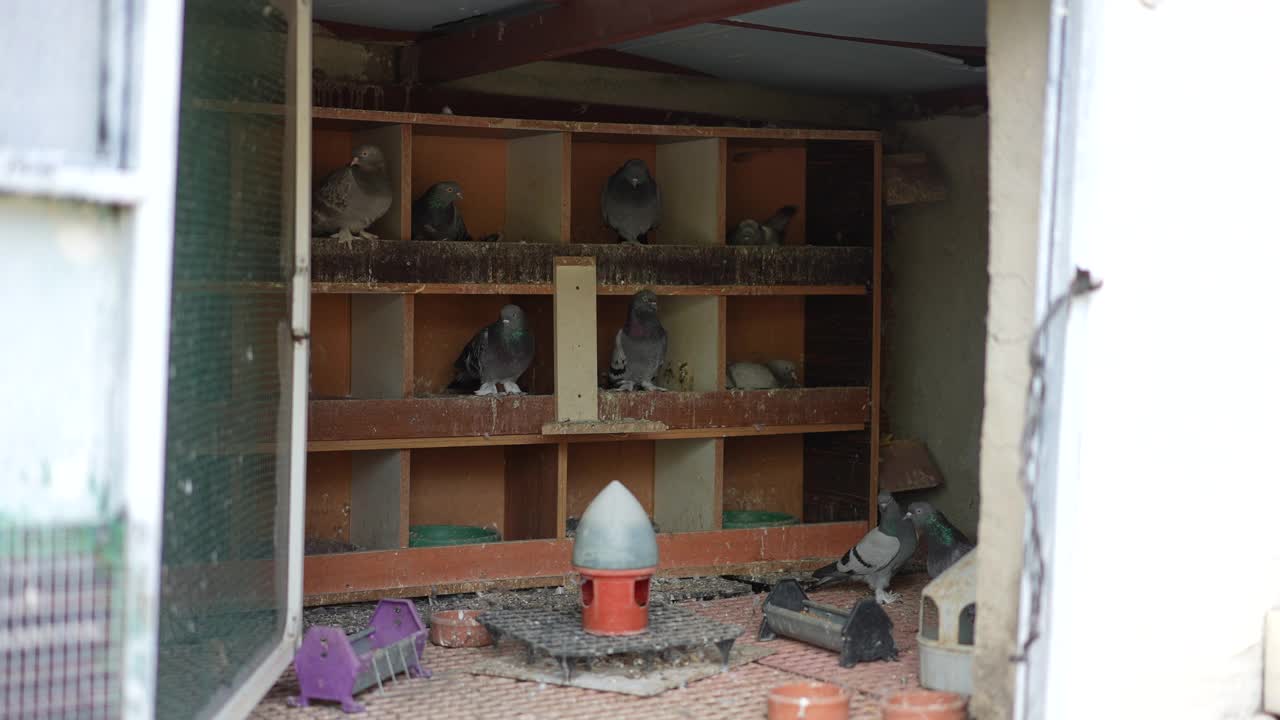 鸽子在鸽笼里等待。视频下载