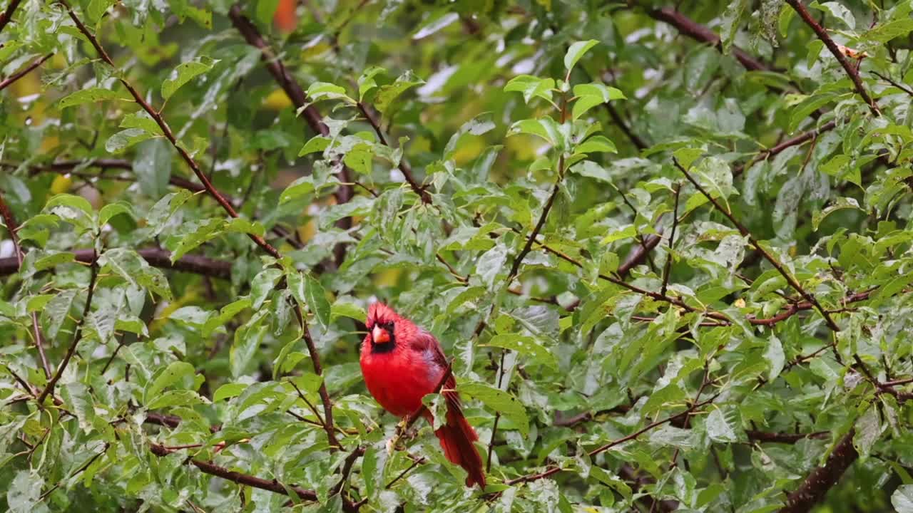 一个下雨的秋天，一只雄性红雀在果树上休息，慢动作视频素材