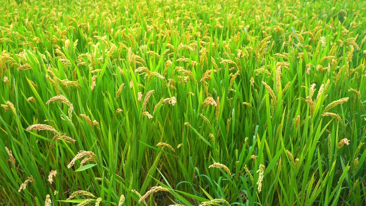 农田水稻收获视频素材