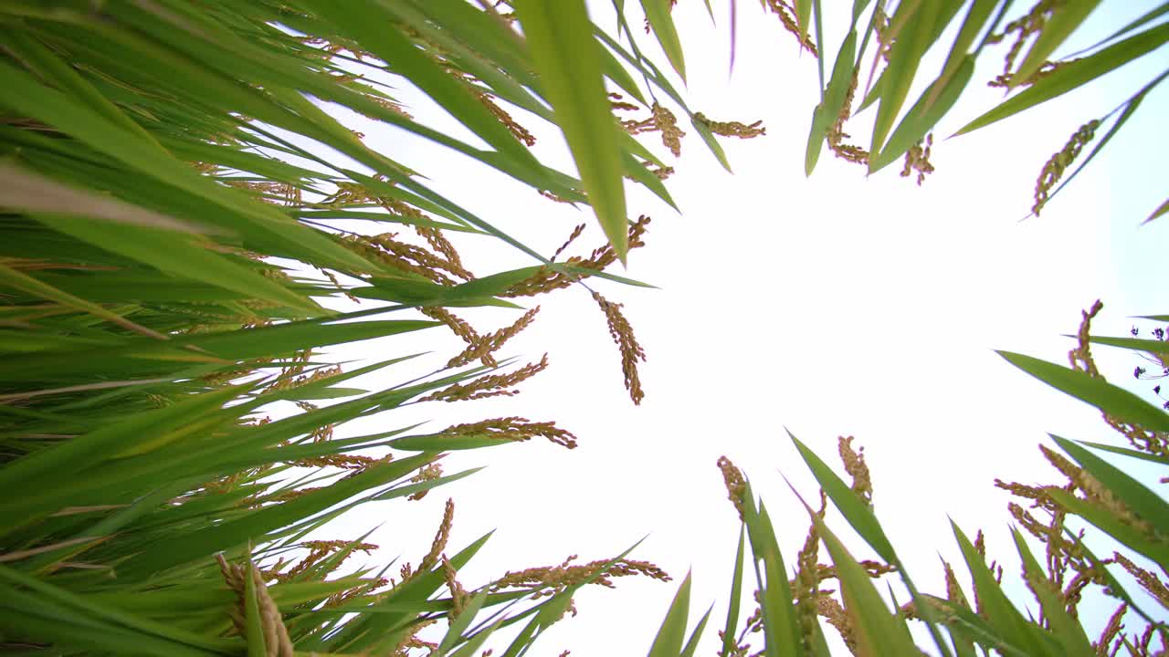 农田水稻收获视频素材