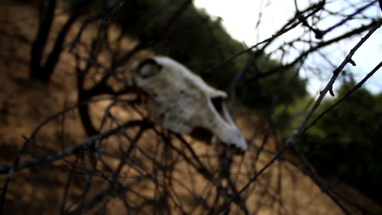 在野外，一个长着长下巴和牙齿的马头骨挂在一棵树的树枝上。视频素材
