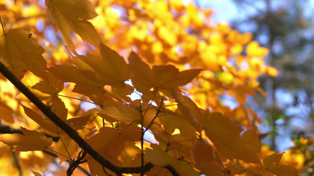 公园里秋叶的阳光，4k慢镜头60帧视频素材