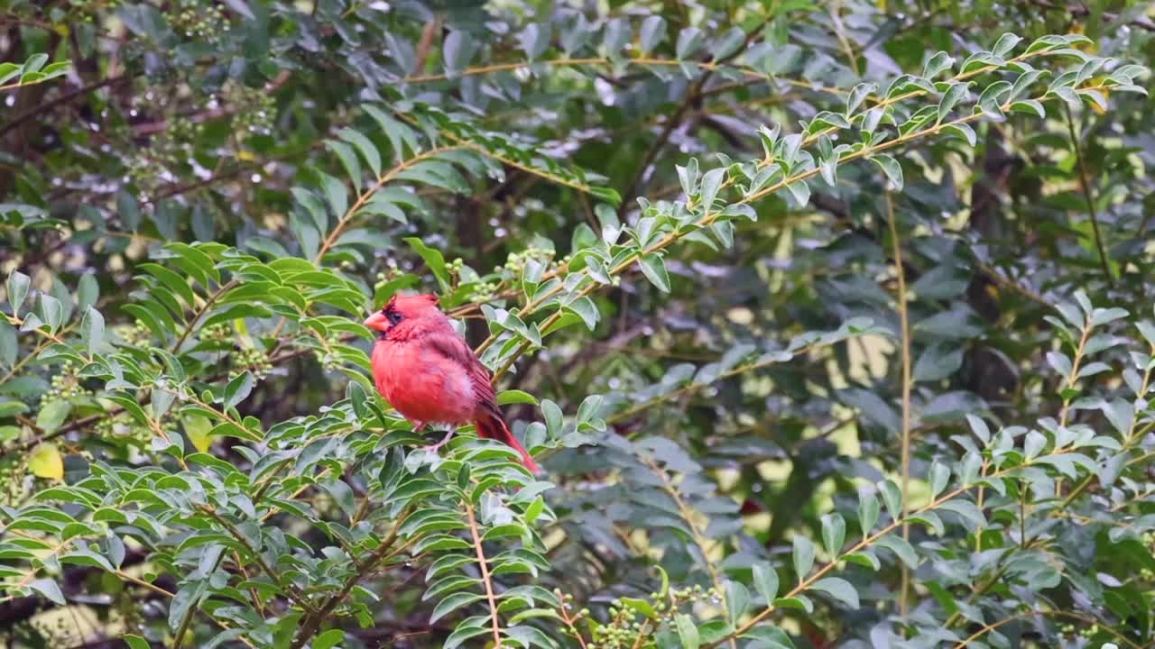下雨天，一只公红衣主教栖息在灌木丛中，慢镜头视频素材