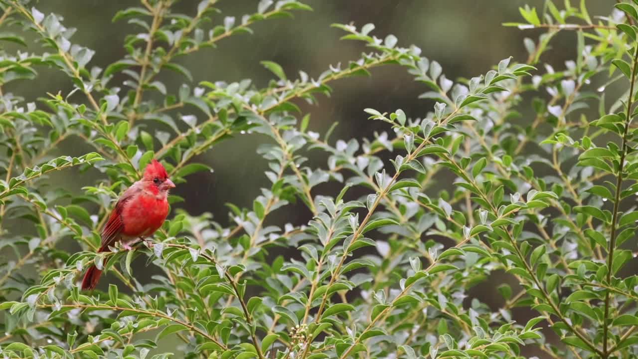 雄红雀在灌木丛中秋雨，慢动作视频素材