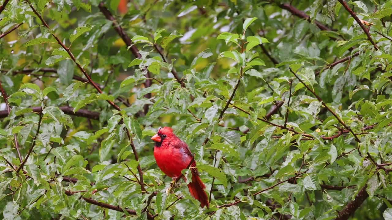 雄性红雀栖息在一棵果树上，清洁它的喙，慢动作视频素材