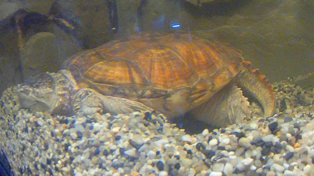 海龟视频素材