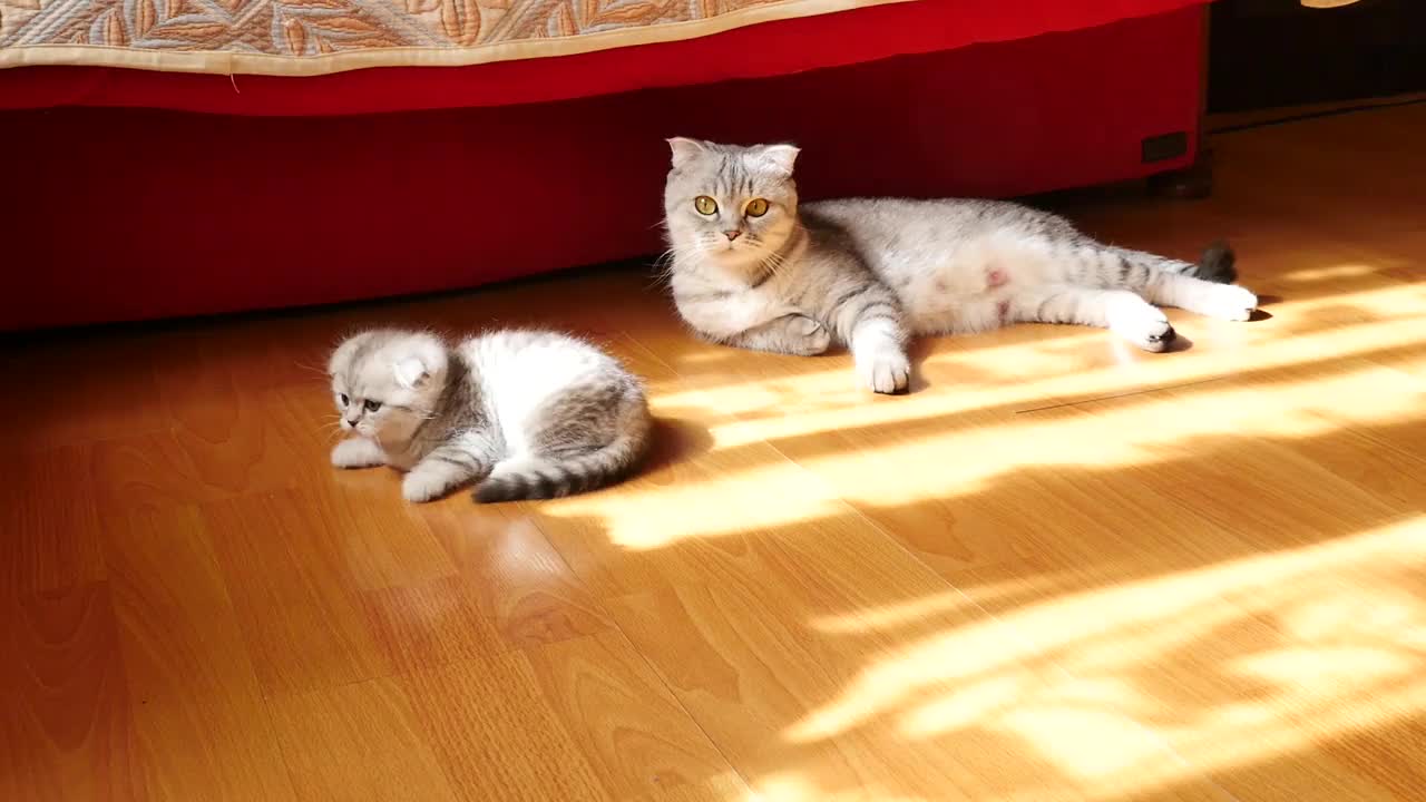 三只小猫在阳光下互相玩耍视频素材
