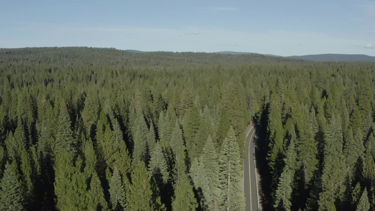 无人机拍摄的松树林中一条狭窄道路视频素材