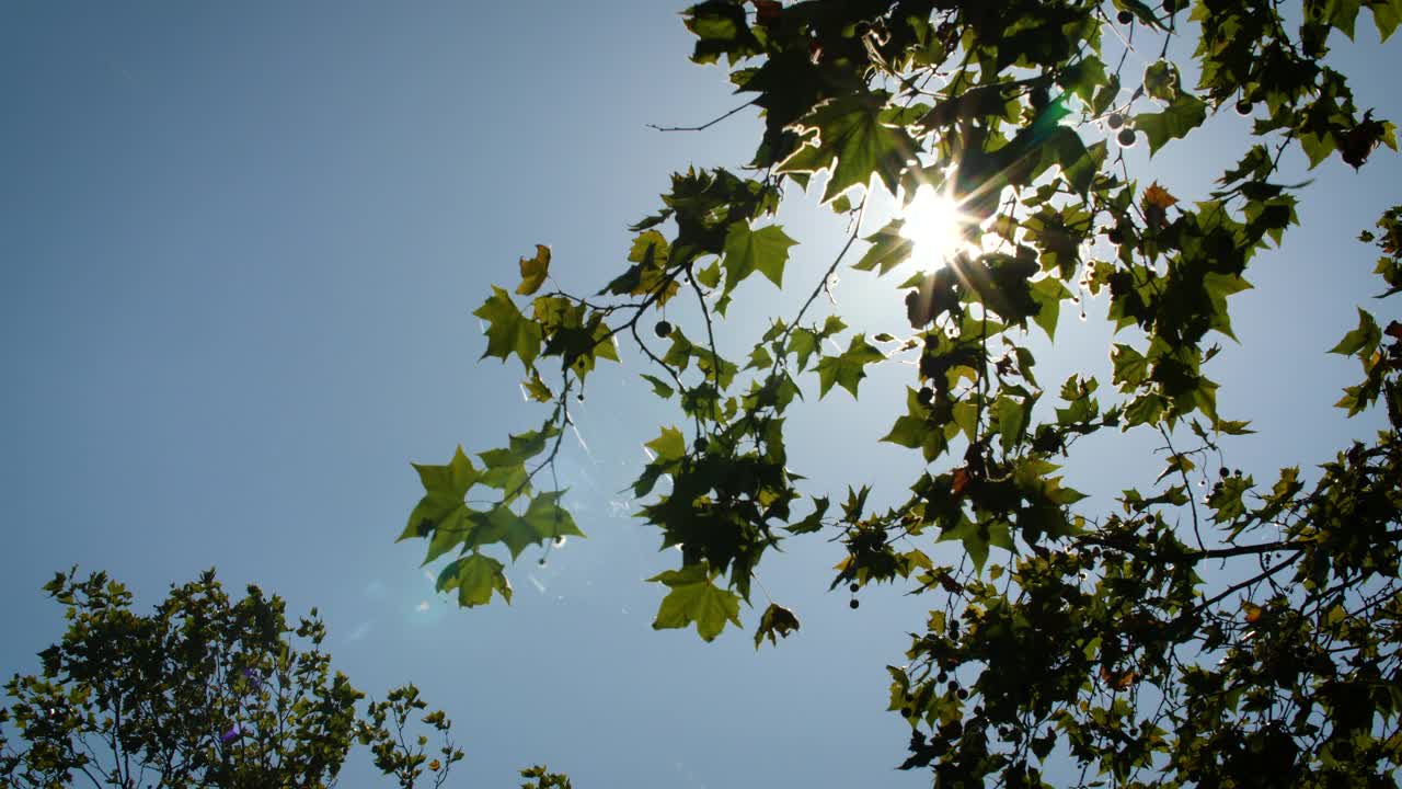 阳光透过树木与镜头耀斑视频下载