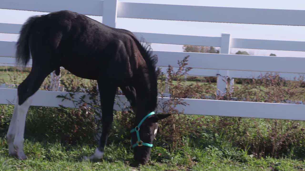 年轻的黑色公马驹吃草和向前移动耐心的驯兽师视频下载