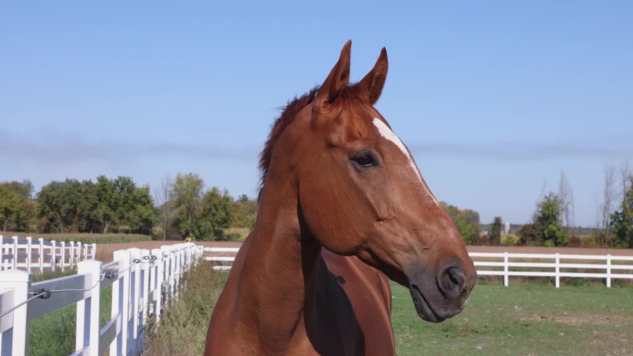 一匹马的侧面视图在围栏的场地眨眼视频素材