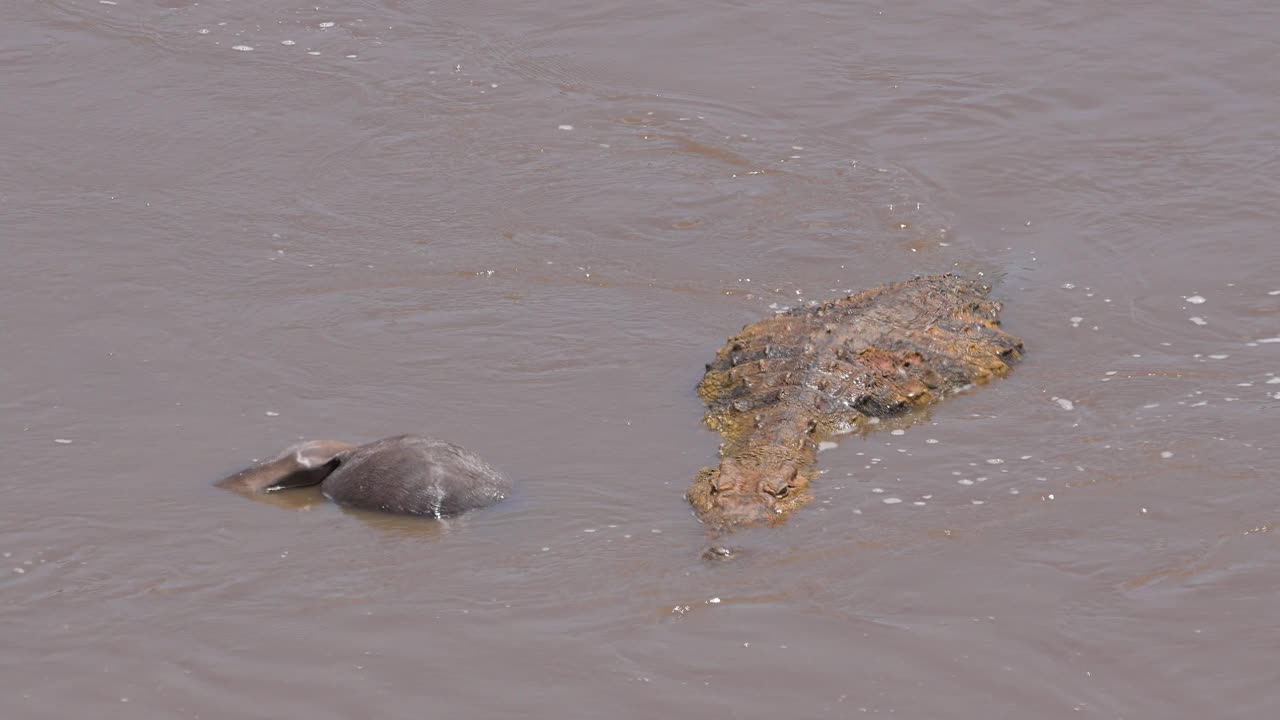 尼罗河鳄鱼，尼罗鳄，横渡马拉河后，马赛马拉国家保护区，肯尼亚，非洲视频下载