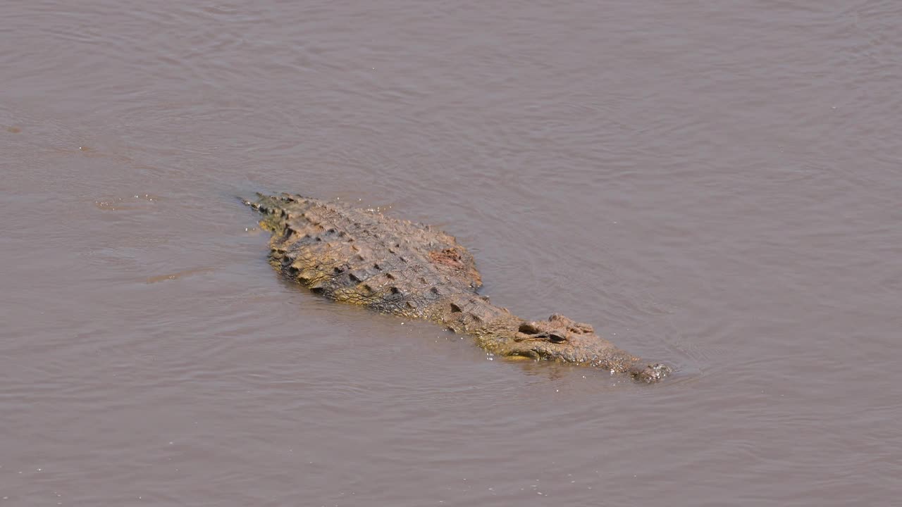 尼罗河鳄鱼，尼罗鳄，横渡马拉河后，马赛马拉国家保护区，肯尼亚，非洲视频下载