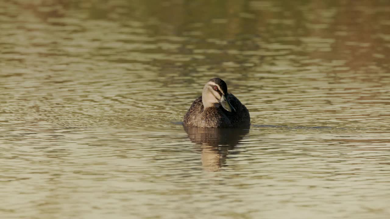 一只太平洋黑鸭在池塘里游泳的慢动作跟踪镜头视频下载