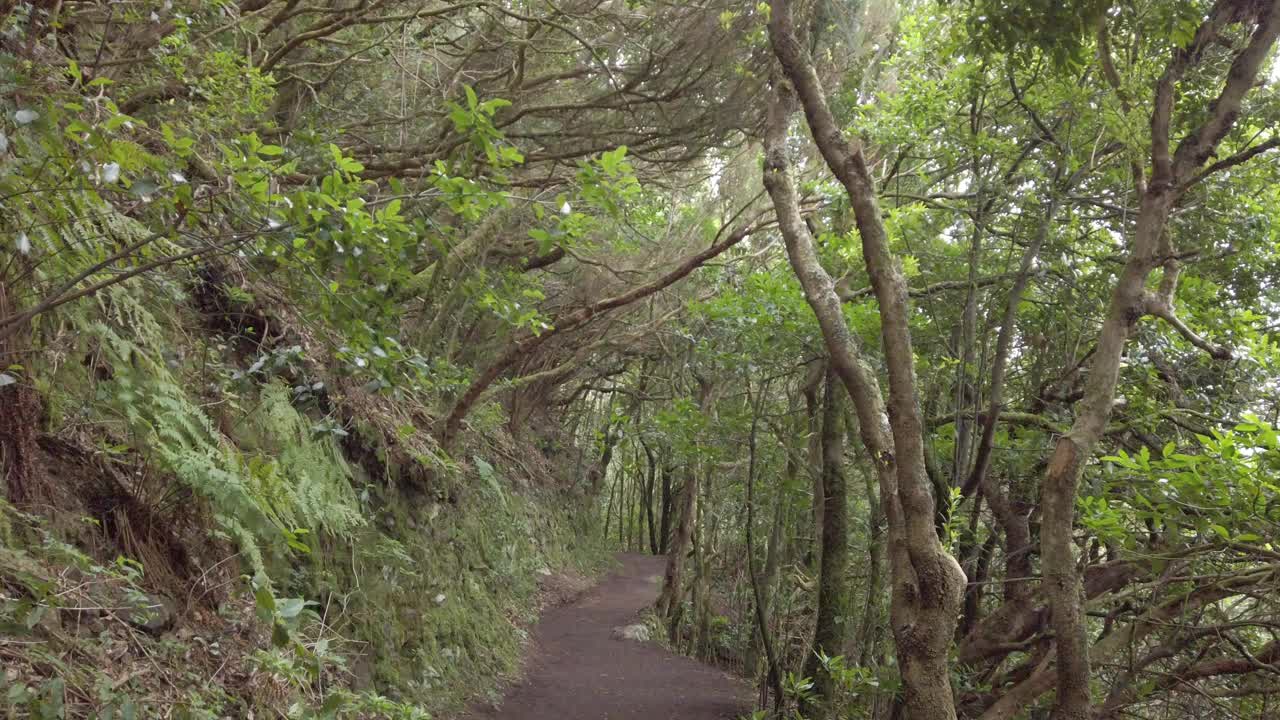 徒步行走在茂密的月桂树森林或丛林，阿纳加乡村公园视频素材