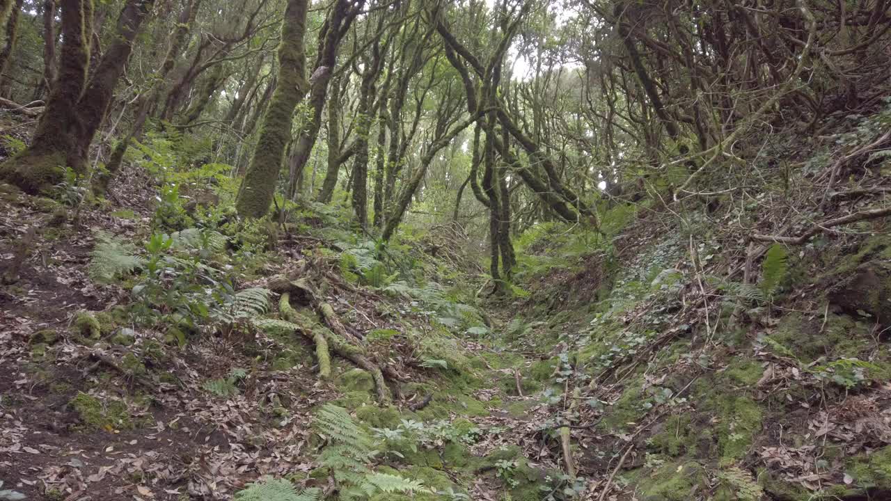 茂密的森林、雨林——阿那加乡村公园里的月桂树视频素材