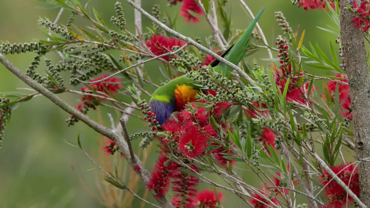 追踪拍摄的彩虹鹦鹉在红色的瓶刷上进食视频下载