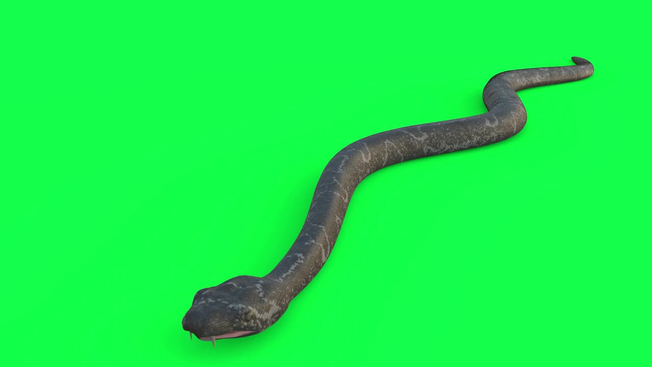 蛇循环动画视频下载